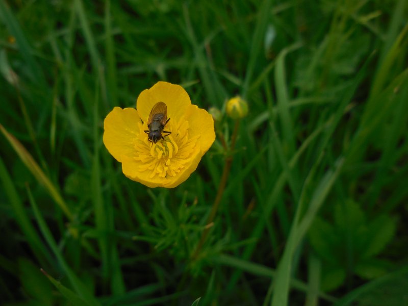 CHEILOSIA PAGANA espèce de SIRPHE SUR UN BOUTON D'OR. Photo prise le 29 avril 2023 sur le chemin de la Saltière. RÉMI JAYAT